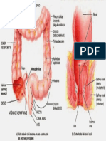 Intestino Grueso Craso