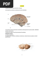 Cerebelul Si Diencefalul