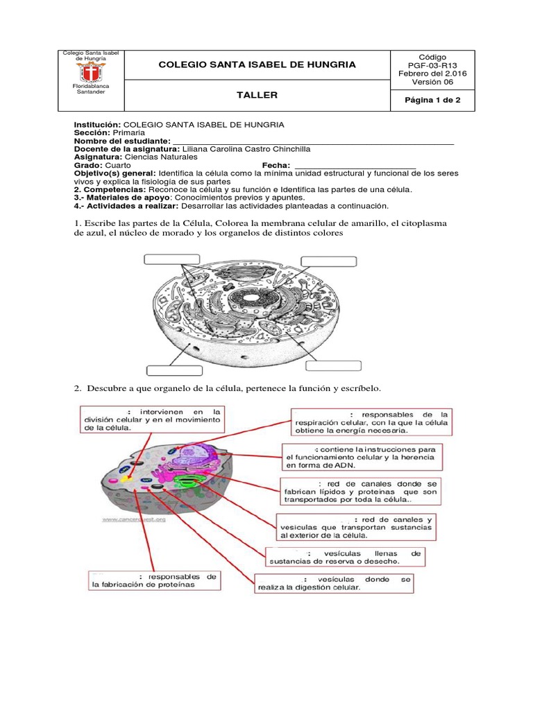 Taller de Células para Cuarto Grado | PDF | Biología Celular) | Anatomía