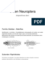 Orden Neuroptera: Identificación y familias clave