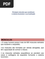 Principais Músculos Que Constituem o Sistema Locomotor e Sua Localização