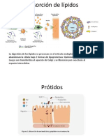 Absorción de Lípidos, Prot y Vitaminas