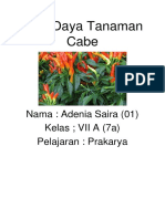 Budi Daya Tanaman Cabe