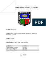 Cultivo de maíz morado PMV 581 en Huamanga