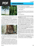 Mapas mentais gimnospermas