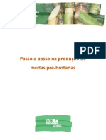 PASSO A PASSO NA PRODUÇÃO DE MUDAS PRÉ-BROTADAS