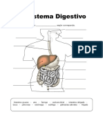 Ficha de El Sistema Digestivo para Tercero de Primaria