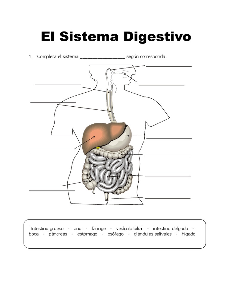 Ficha de El Sistema Digestivo para Tercero de Primaria | PDF | Sistema  digestivo humano | Digestión, image size:768x1024