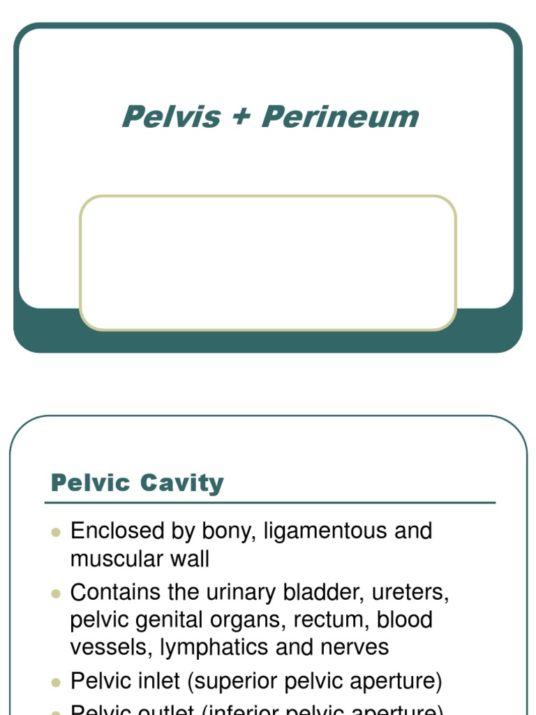 Pelvis Perineum | PDF | Pelvis | Musculoskeletal System