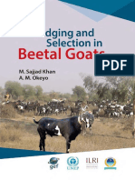 Beetal Goats Judging and Selection