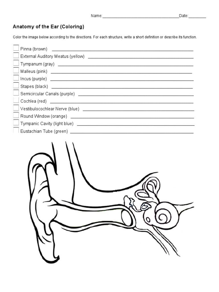 Anatomy of The Ear (Coloring) : Name: - Date | PDF