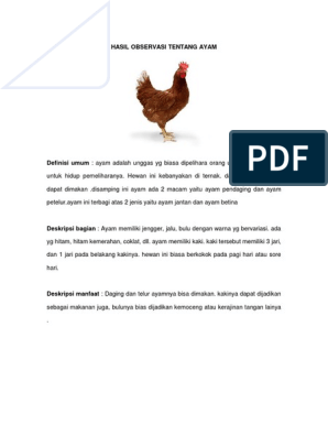 Hasil Observasi Tentang Ayam Docx
