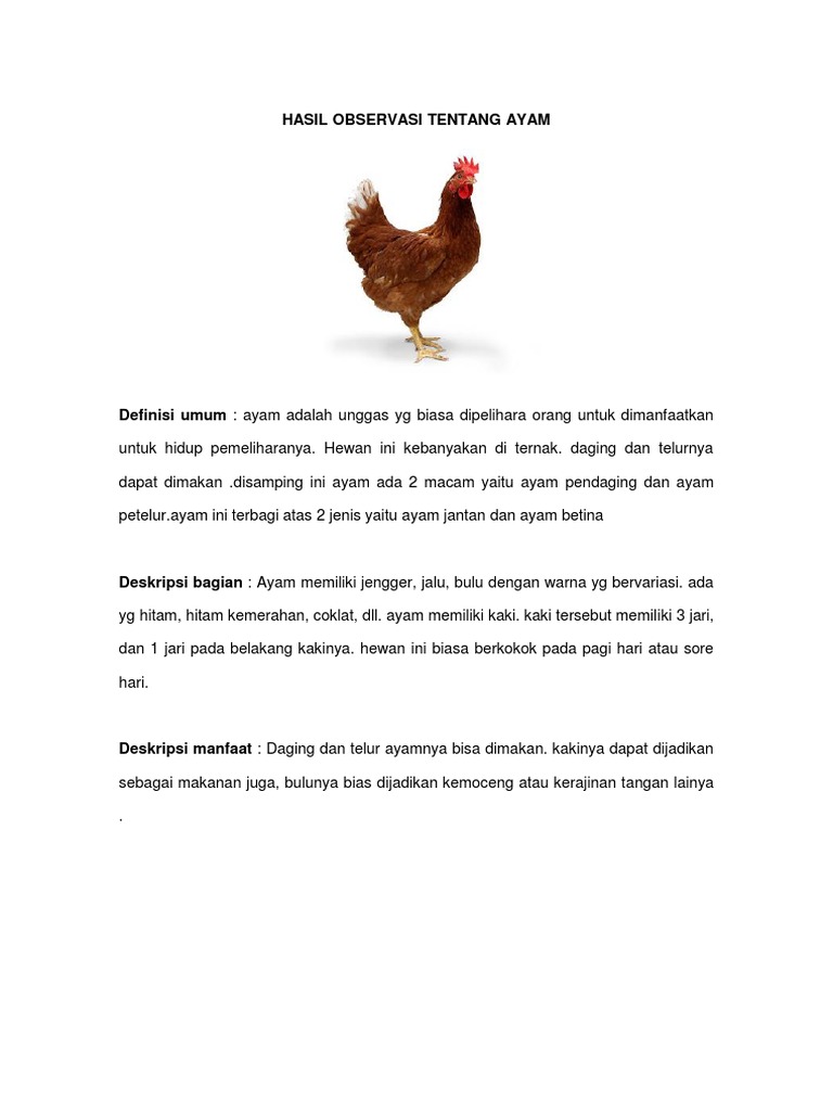 Contoh Teks Laporan Hasil Observasi Tentang Hewan Ayam Audit Kinerja