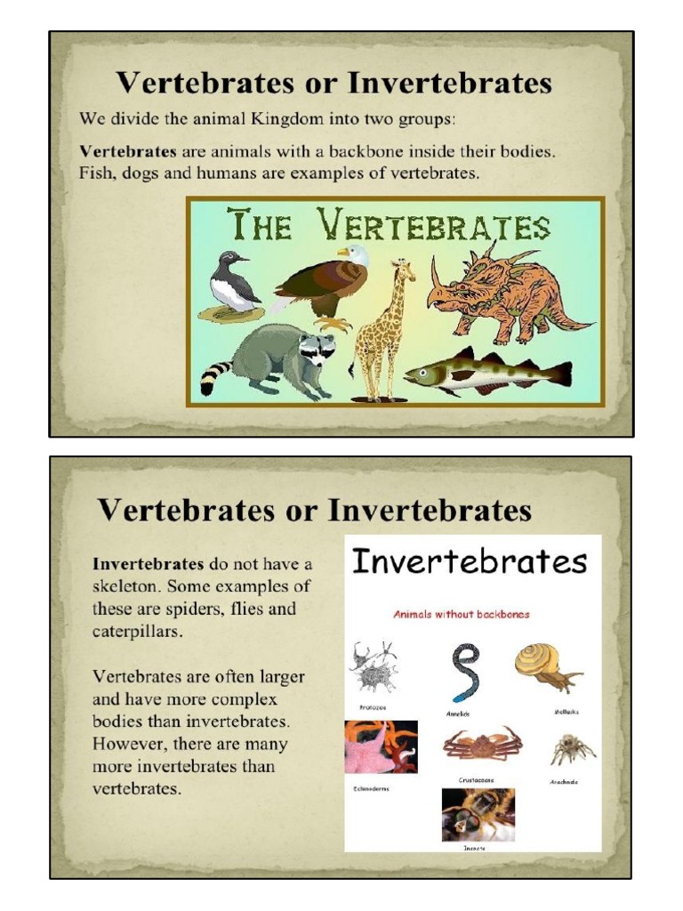 Vertebrates and Invertebrates | PDF | Invertebrate | Skeleton