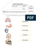 Prueba Estómago, Pulmones y Corazon