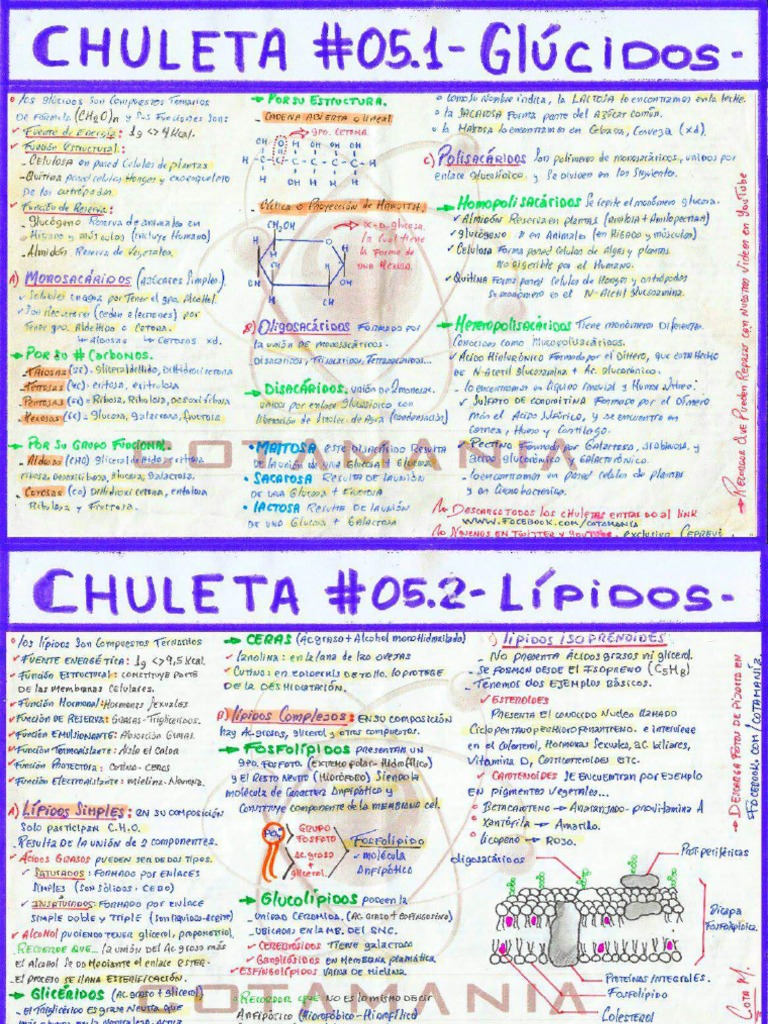 Chuletas | PDF