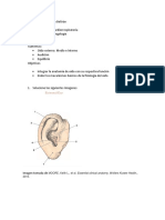 Anatomia Oido