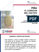 USAID RED 6 Piña Cosecha 03 06
