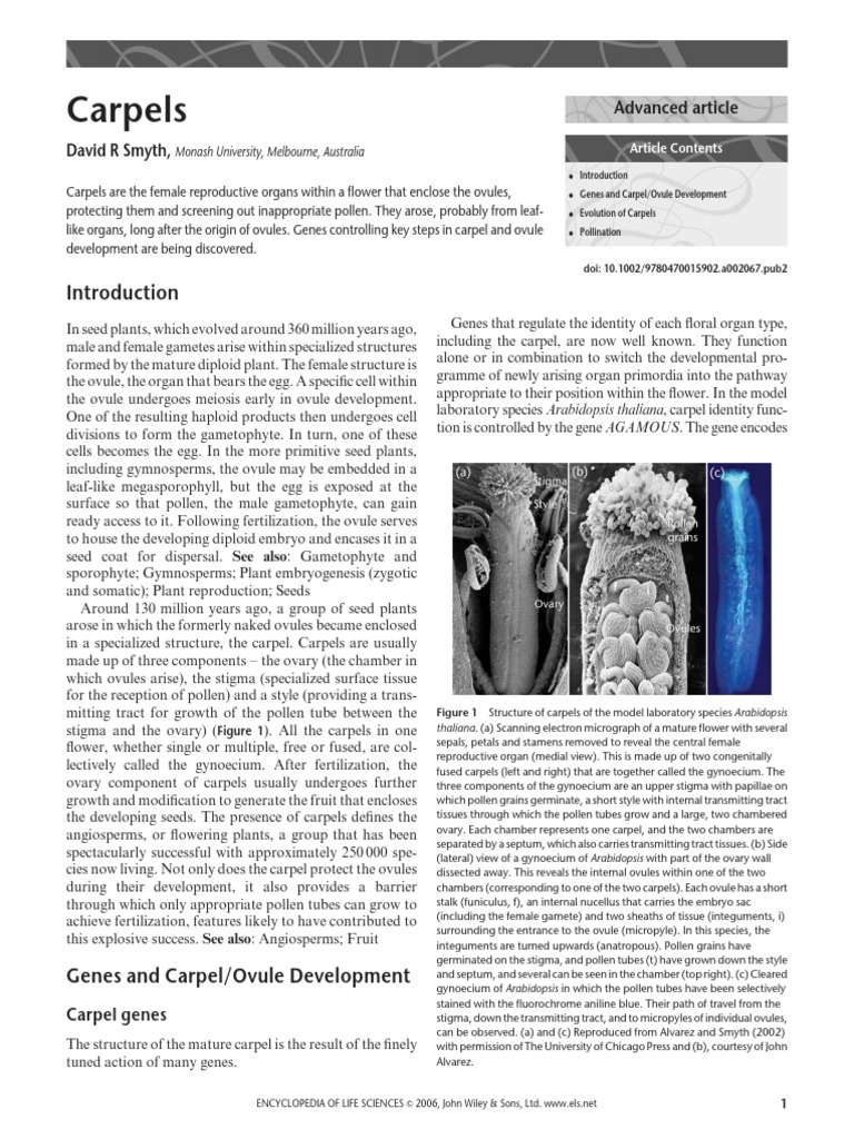 Carpel Structure and Evolution in Flowers | PDF | Plant Reproduction ...