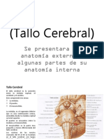 Tallo Cerebral.pptx