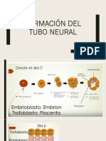 Formación Del Tubo Neural