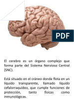 Cerebro