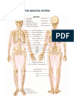 The Skeletal System: Charles Justin M. Dizon Grade VI - Malinis