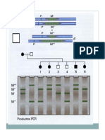 PCR_y_alelos_lectura.pdf