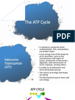The ATP Cycle