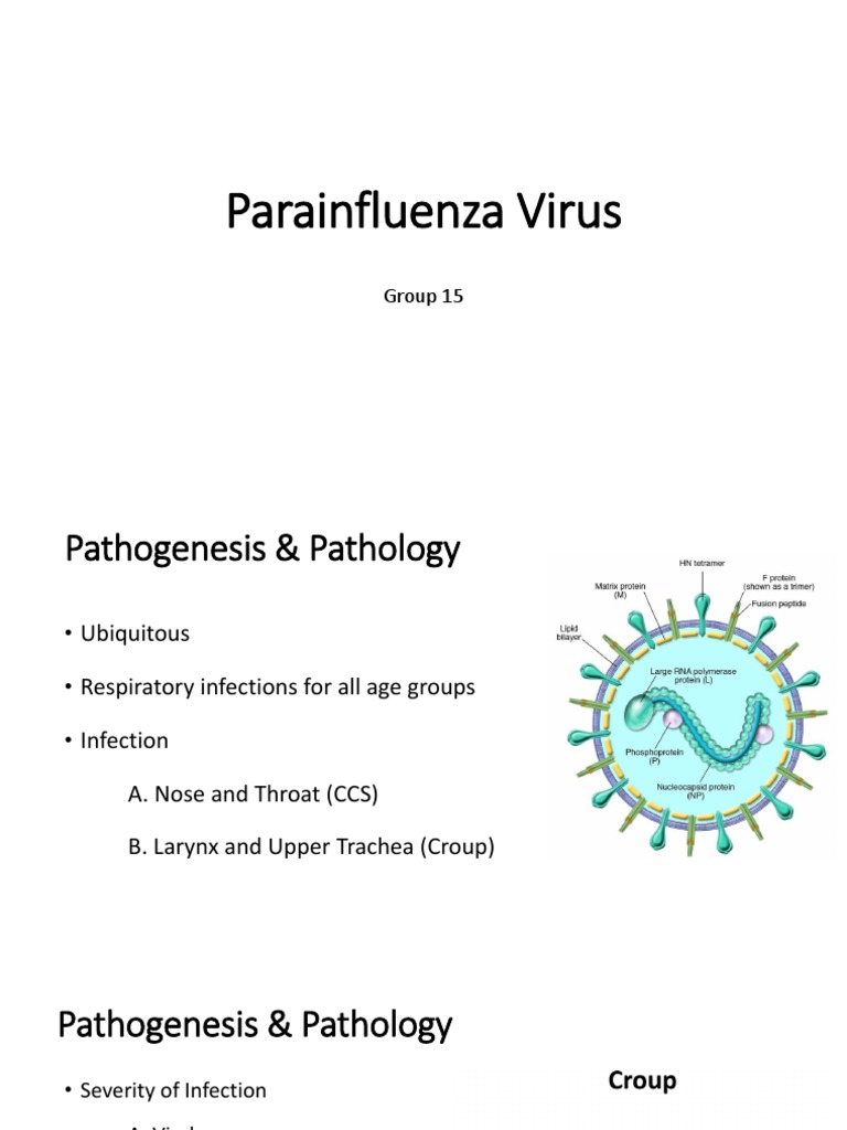 Parainfluenza Virus: Group 15 | PDF