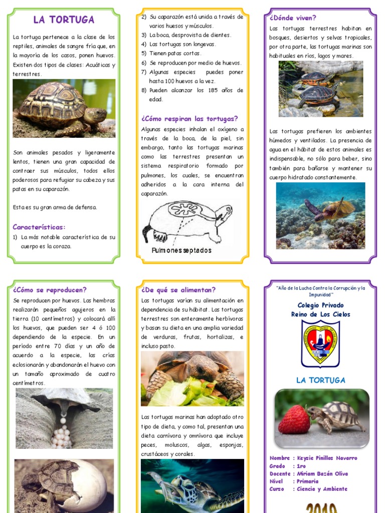 Tritptico La Tortuga | PDF | Tortuga | Huevo