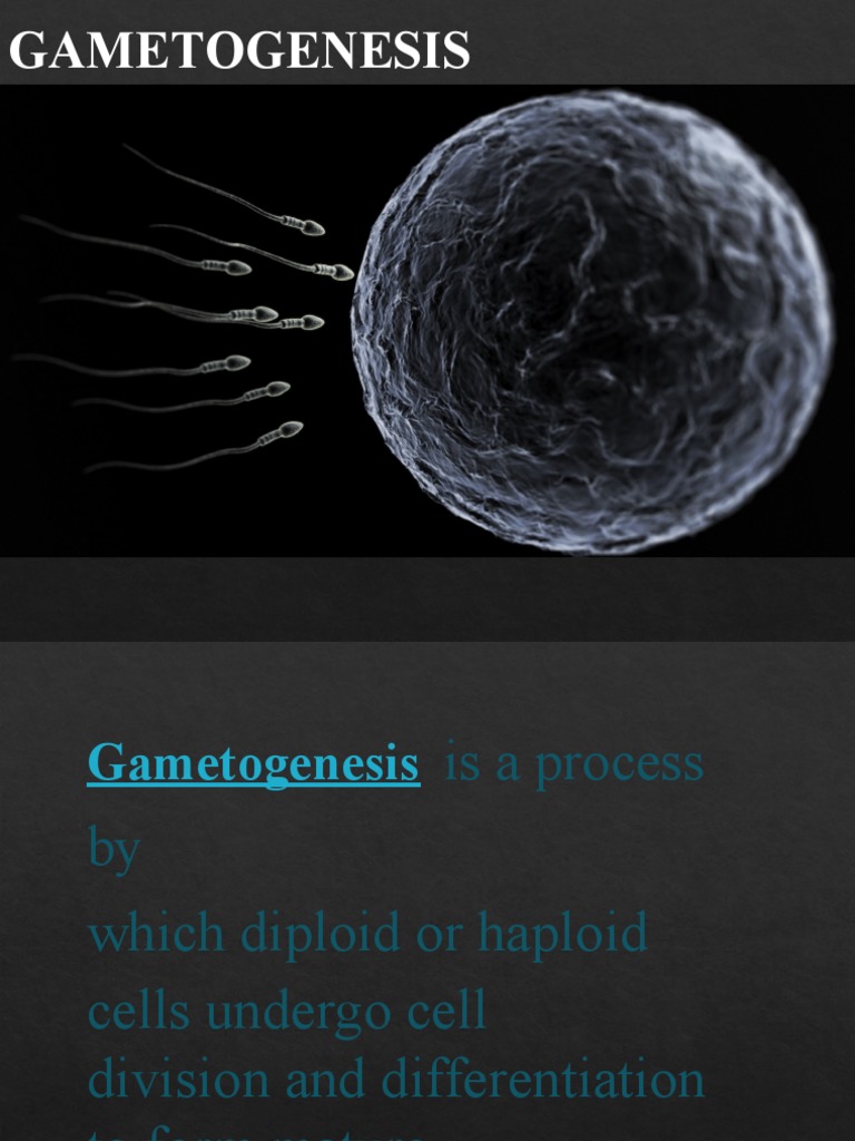 Gametogenesis A Comprehensive Overview of the Processes of Biology Diagrams