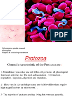 Protozoan Parasite Trypanosoma spp. Characteristics and Diseases