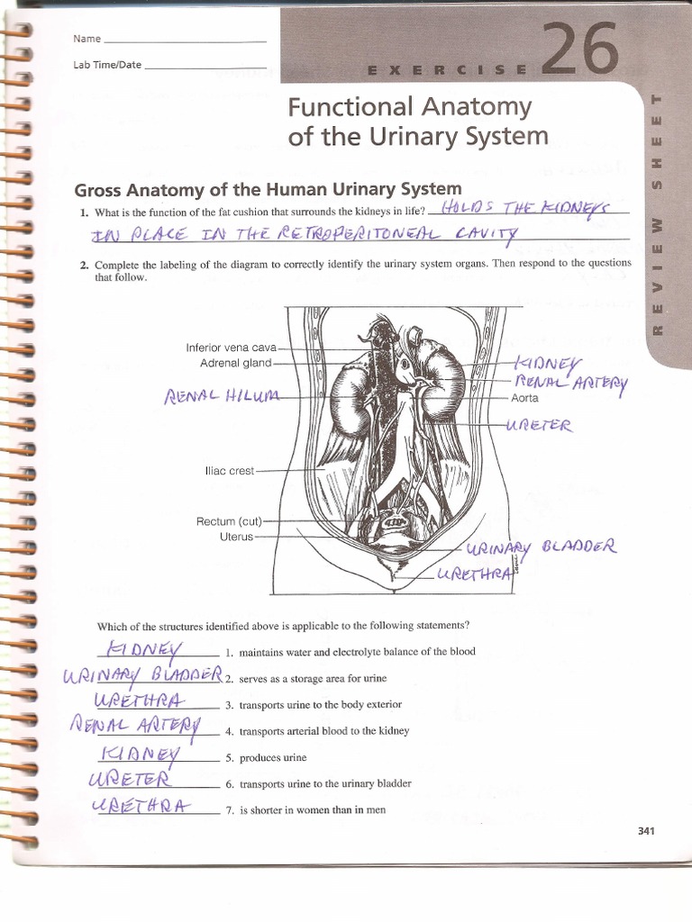 Functional Anatomy Of The Urinary System Review Sheet