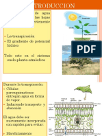 Transporte de agua en plantas