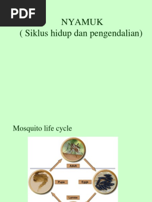 Siklus Hidup Nyamuk Ppt