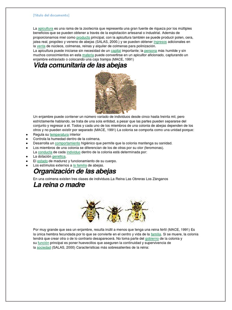 Beneficios y Organización de la Apicultura | PDF | Apicultura | Colmena