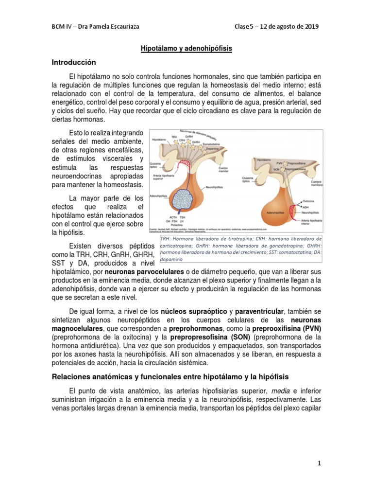 Hipotálamo y Adenohipófisis: Regulación Hormonal | PDF | Glándula
