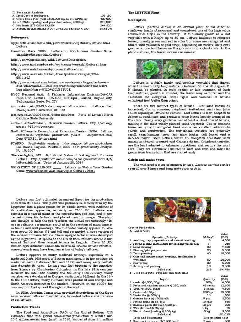 Lettuce | Download Free PDF | Lettuce | Sowing