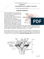 Neuronatomia