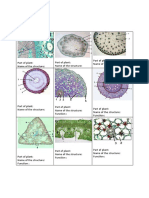 Plant Anatomy QUIZ OK