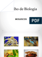 Slides Sobre Moluscos