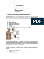 Sistema endocrino: glándulas, hormonas y funciones