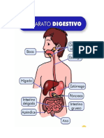 sistema digestivo.docx