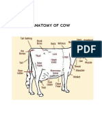 Anatomy of Cow