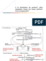 Purinas y Pirimidinas PDF