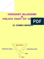 10 Urinary Bladder