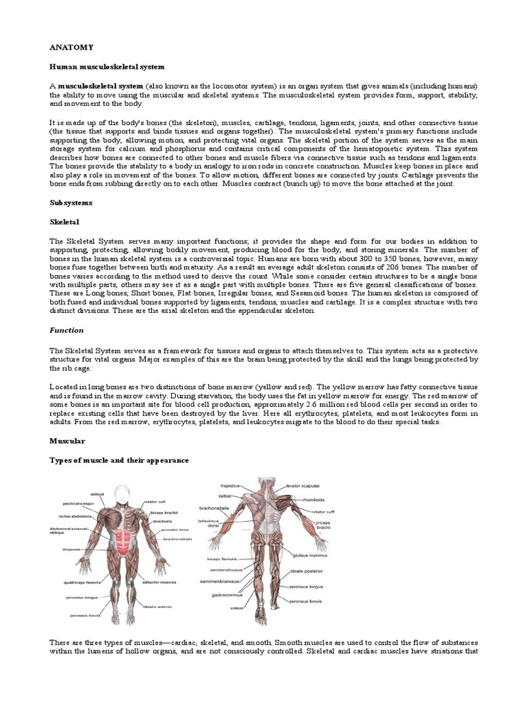 Anatomy Of The Musculoskeletal System Pdf Human Musculoskeletal