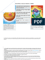 Diferencias Entre La Celula Vegetal y Animal