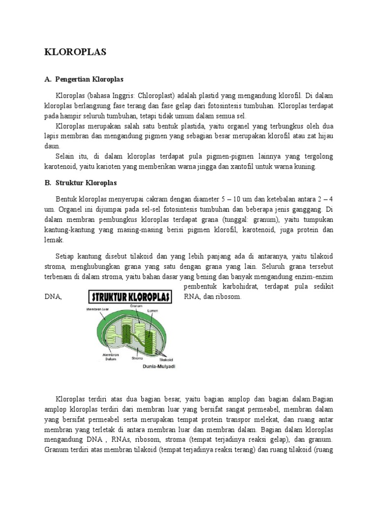 Kloroplas | PDF, image size:768x1024